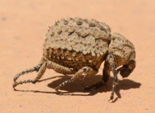 Brachycerus muricatus
